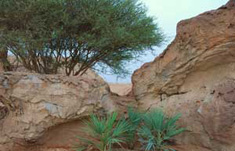 Al Ain Wildlife Park and Resort